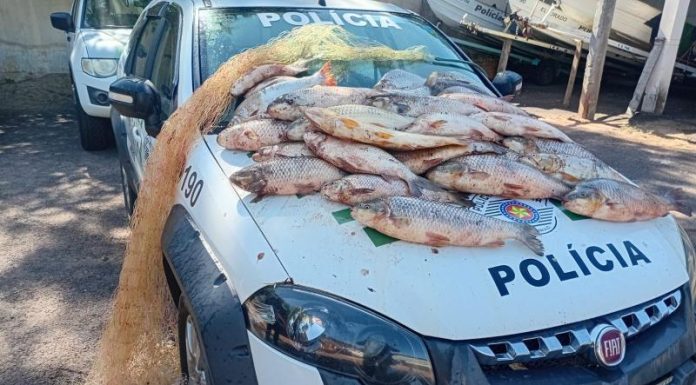 62 kg de peixes capturados ilegalmente em Lucélia são doados para lar de idosos de Dracena