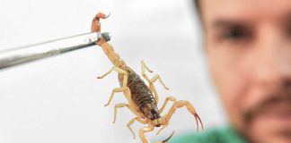 Crianças são mais vulneráveis a envenenamento por picada de escorpião