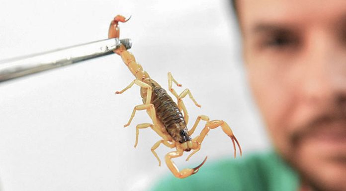 Crianças são mais vulneráveis a envenenamento por picada de escorpião